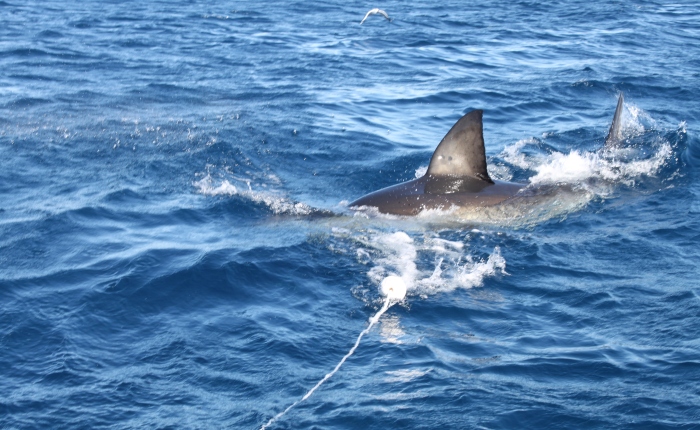 The Neptune Islands, Australia (For a Great White Shark dive)